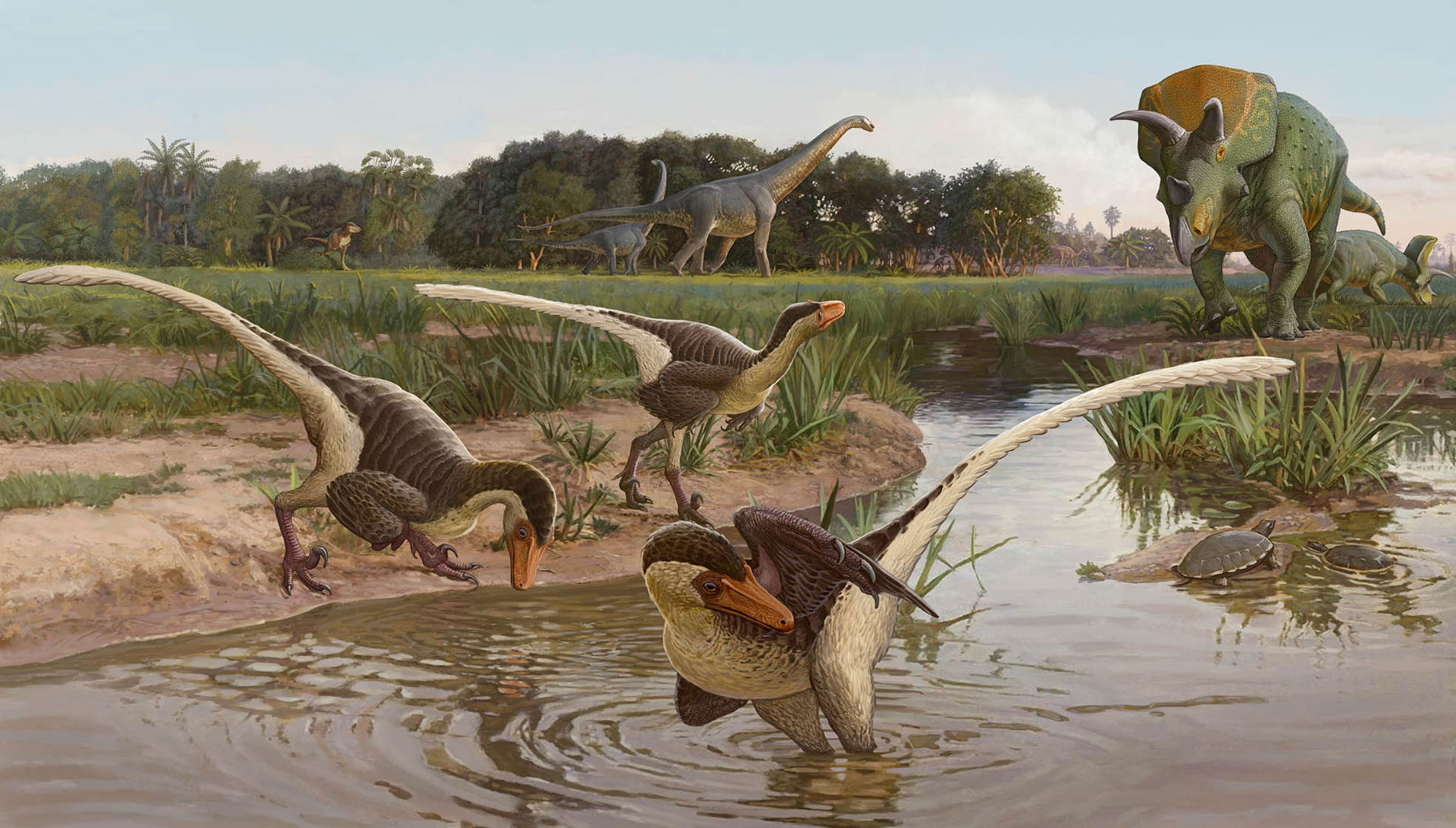 Newly discovered feathered dinosaur